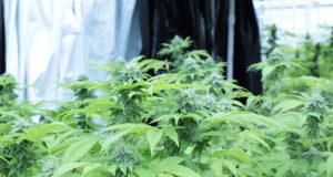 Legislators, law enforcement focused on black market marijuana and rural concerns black market marijuana