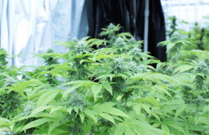 Legislators, law enforcement focused on black market marijuana and rural concerns black market marijuana