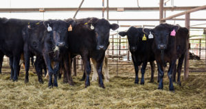 Rep. Frank Lucas, others seek release of DOJ cattle industry investigation report cattle, Frank Lucas