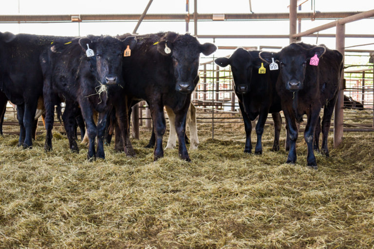 Rep. Frank Lucas, others seek release of DOJ cattle industry investigation report