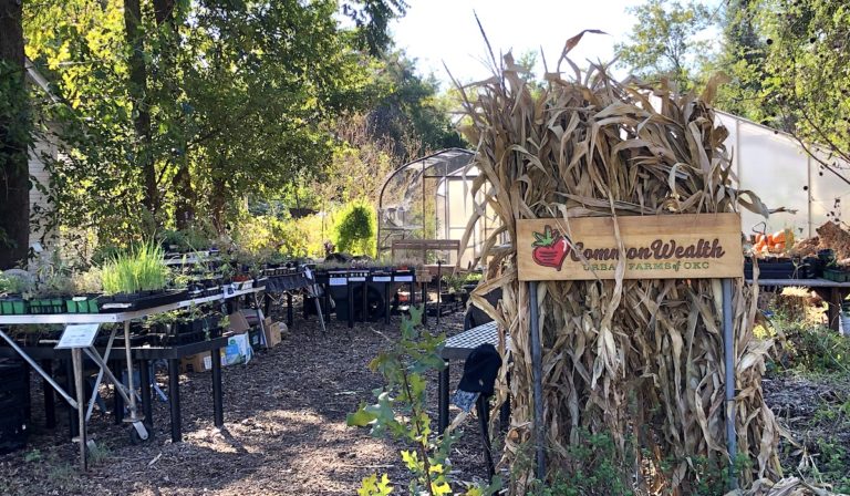 Knowing and growing the food web in your yard