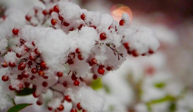 holiday heartache