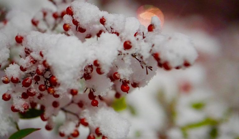 Finding hope and help amid holiday heartache