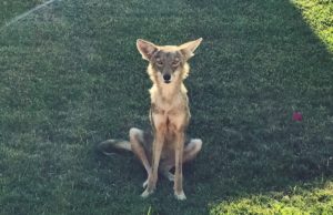 Poetry: Coyote Communion coyote