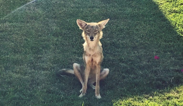 Poetry: Coyote Communion