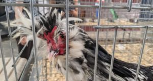 Chickens could be coming home to roost in OKC chickens