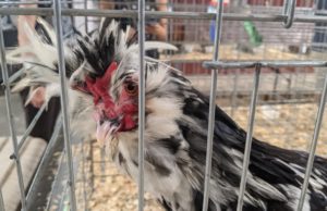 Chickens could be coming home to roost in OKC chickens
