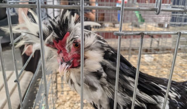 chickens