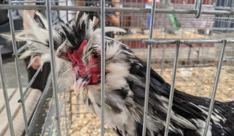 Chickens could be coming home to roost in OKC