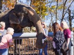 With lawsuit pending, bill proposes protecting controversial method of handling elephants elephants