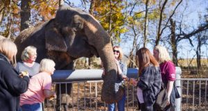 With lawsuit pending, bill proposes protecting controversial method of handling elephants elephants