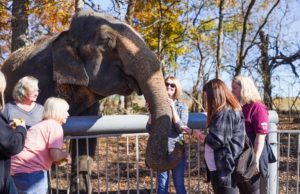 With lawsuit pending, bill proposes protecting controversial method of handling elephants elephants