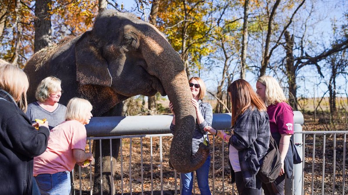 With lawsuit pending, bill proposes protecting controversial method of handling elephants