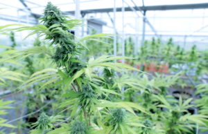 Recreational marijuana: SQ 820 signature collection starts today SQ 820