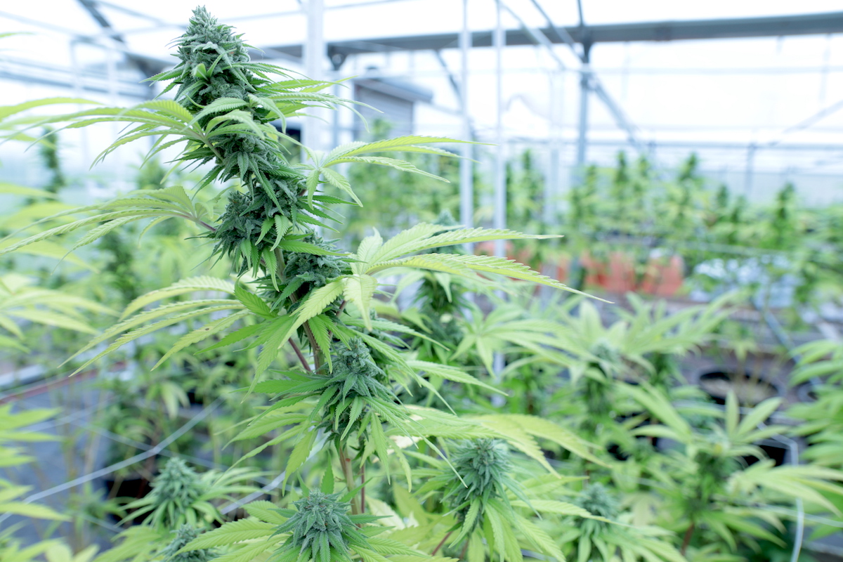Recreational marijuana: SQ 820 signature collection starts today