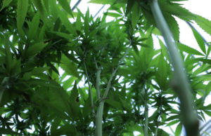 SQ 820 group asks state Supreme Court to put marijuana vote on November ballot