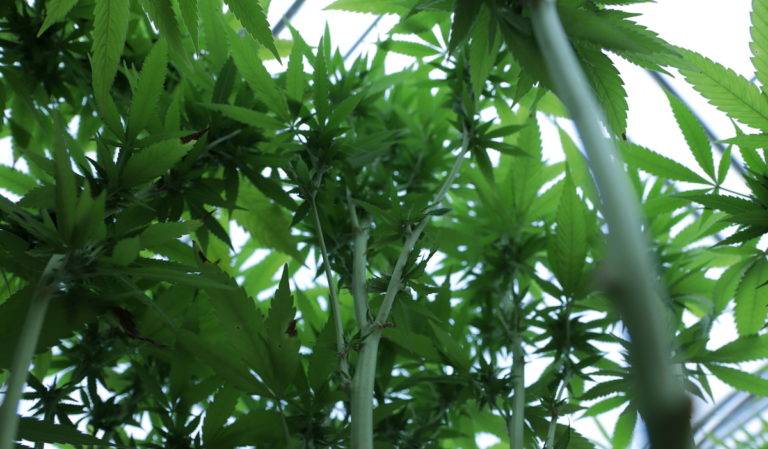 SQ 820 group asks state Supreme Court to put marijuana vote on November ballot