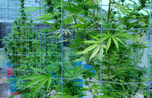 Cached: OMMA preps for new commercial licensee moratorium commercial licensee moratorium