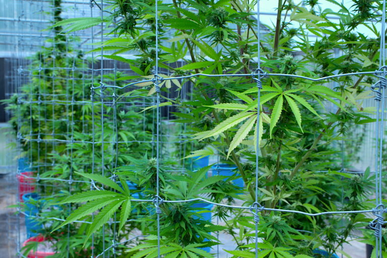 Cached: OMMA preps for new commercial licensee moratorium