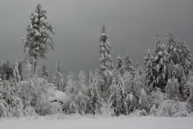 seasonal affective disorder