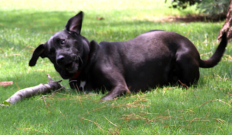 Loving, loyal, trusting: Dogs model behavior at its best