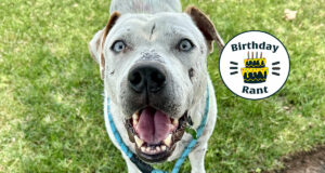 Birthday Rant: Animal welfare is a community problem OKC animal welfare