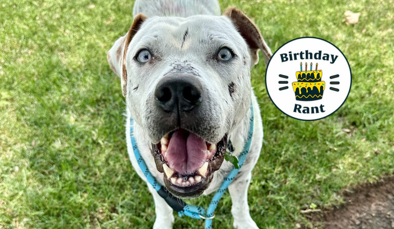 Birthday Rant: Animal welfare is a community problem