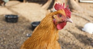 Tyson, George’s, Cargill settle Illinois River Watershed pollution lawsuit chicken settlement