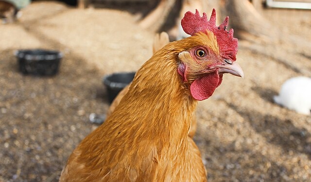 chicken settlement